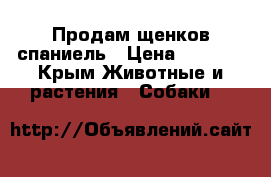 Продам щенков спаниель › Цена ­ 2 000 - Крым Животные и растения » Собаки   